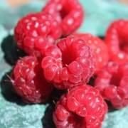 Himbeeren Himbeeren